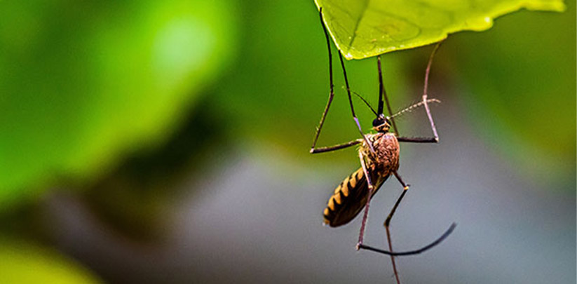 How Long Do Gnats Live?