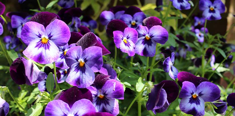 Do Deer Eat Pansies? How To Protect Your Pansies?