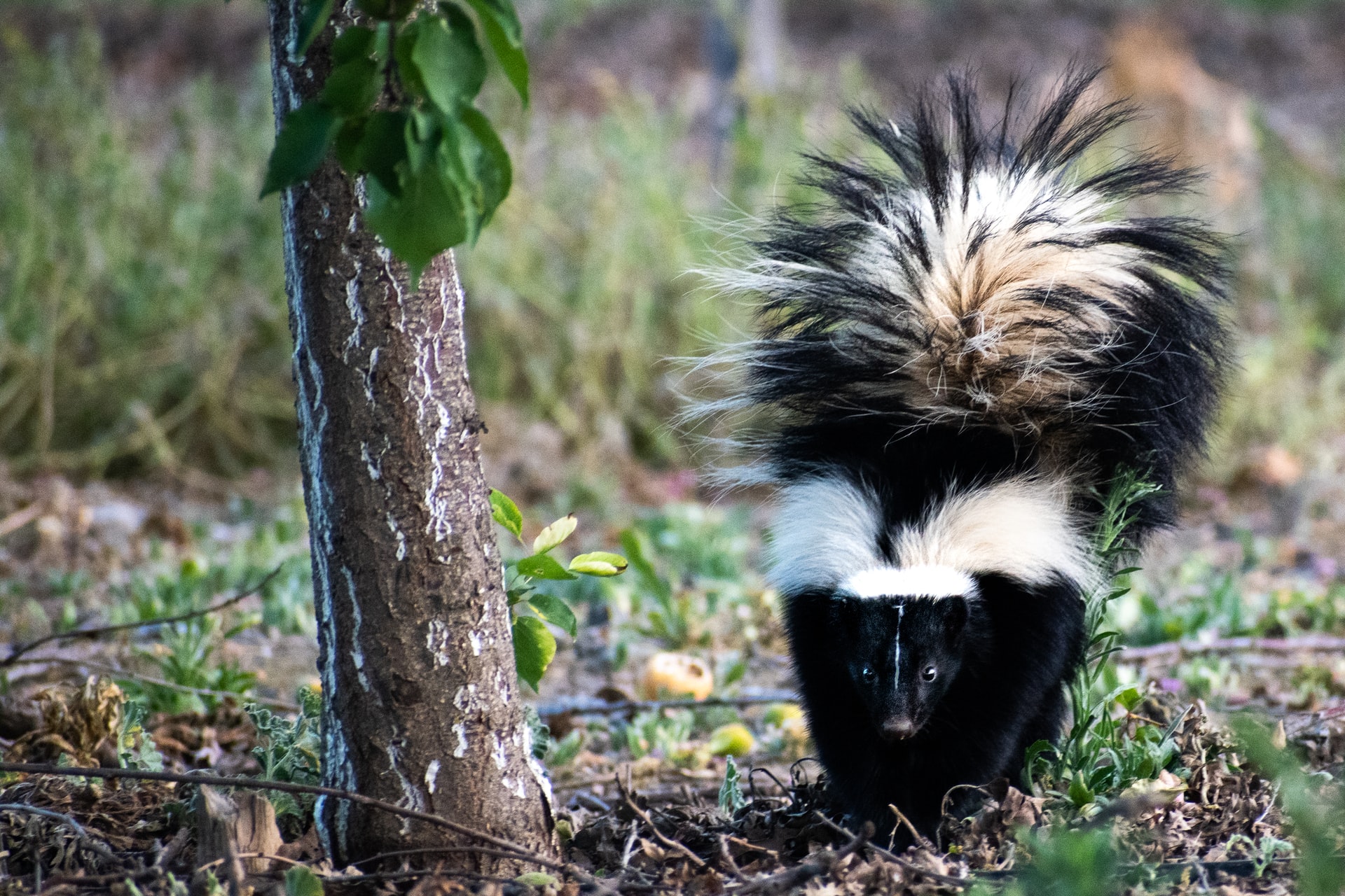 How Long Do Skunks Stay in One Place? And How To Do