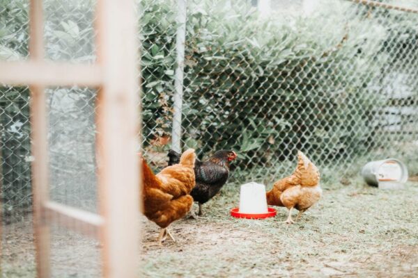 What To Consider When Building A Chicken Coop Door?￼