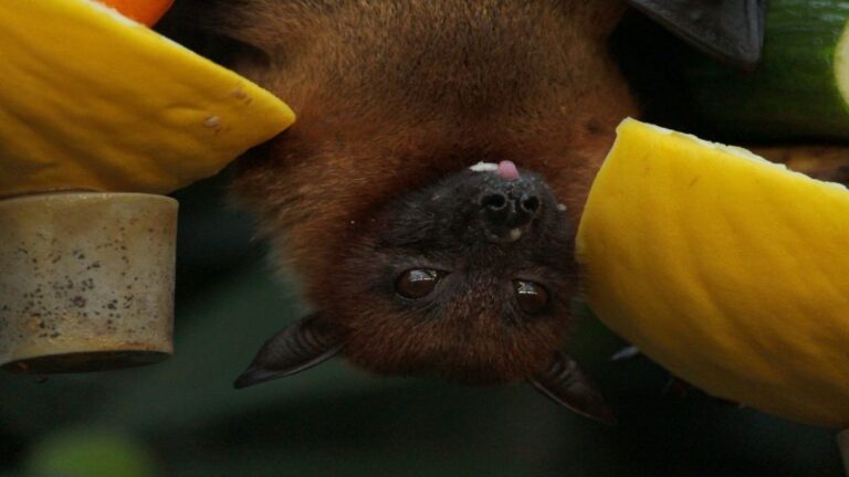 Bat Removal: 2 Methods To Get Rid Of Bats