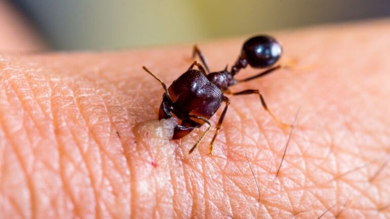 Do Carpenter Ants Bite? Symptoms & Treatments