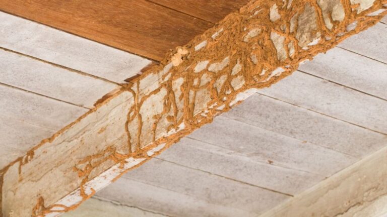Termite Damage Vs Wood Rot: What Are They?