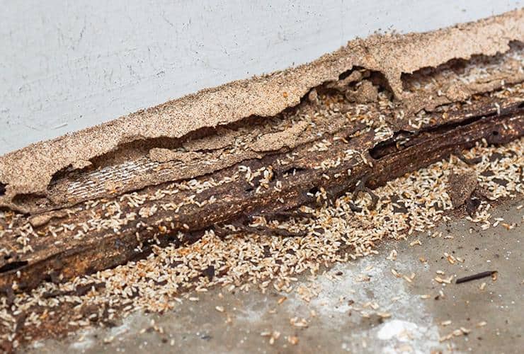 termite damage