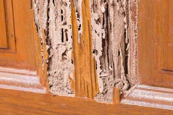 termite damage