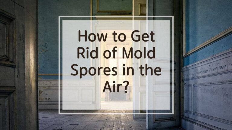 How to Get Rid of Mold Spores in the Air? 9 Ways