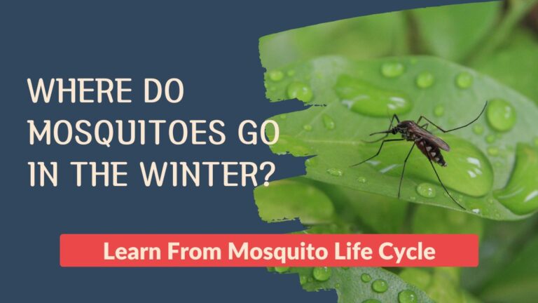Where Do Mosquitoes Go in the Winter?