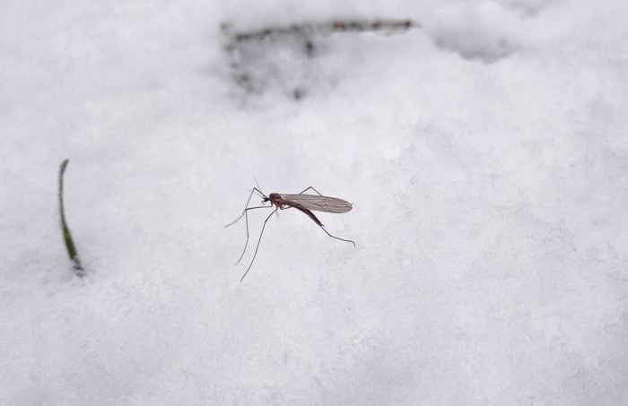 Where Do Mosquitoes Go in the Winter