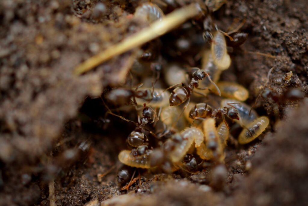 what is termite inspection