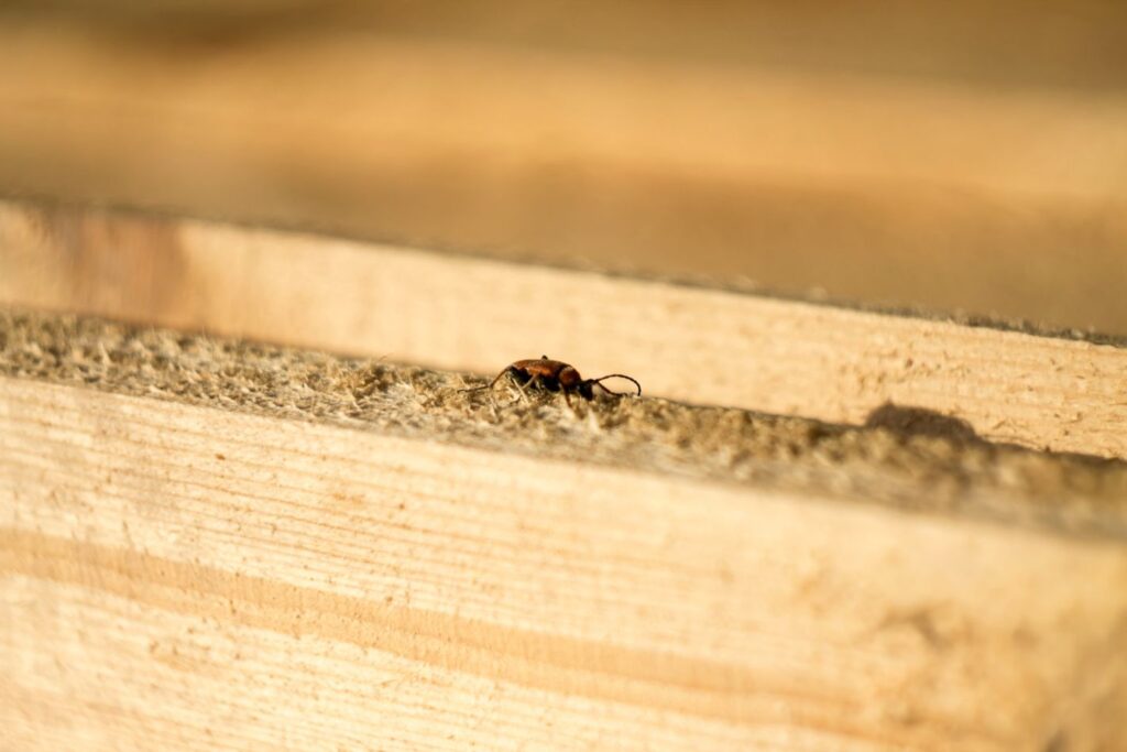 what is termite inspection