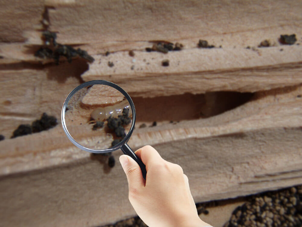 what is termite inspection