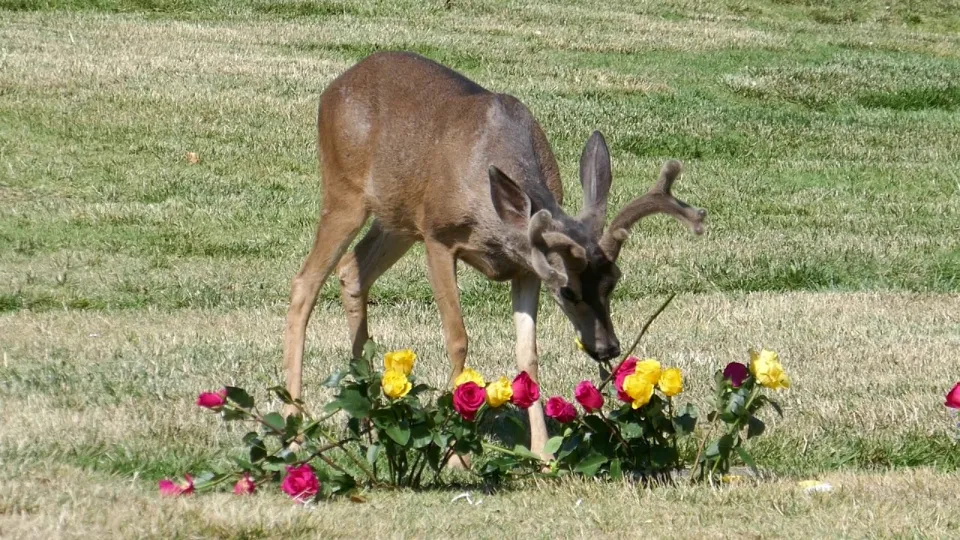 Do Deer Eat Roses? Tips to Keep Them Away