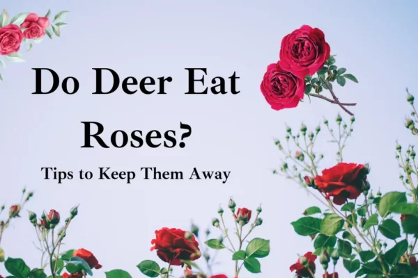 Do Deer Eat Roses? Tips to Keep Them Away