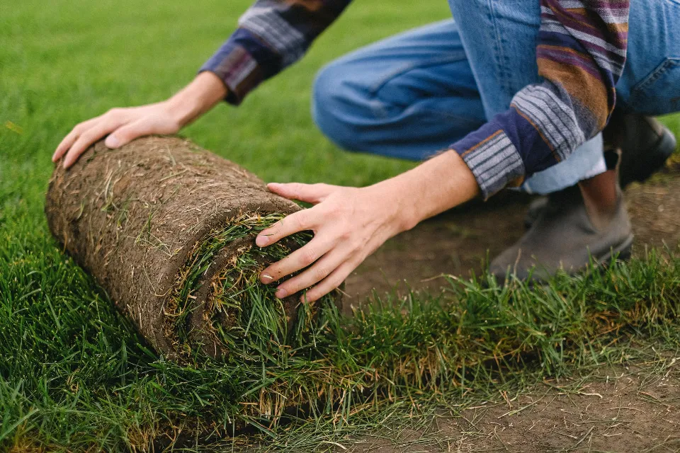 Can You Walk on Sod? When to Start Walking on New Sod?