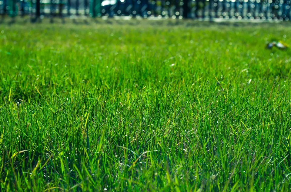 Can You Walk on Sod? When to Start Walking on New Sod?