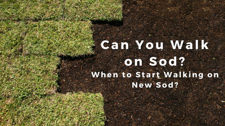 Can You Walk on Sod? When to Start Walking on New Sod?