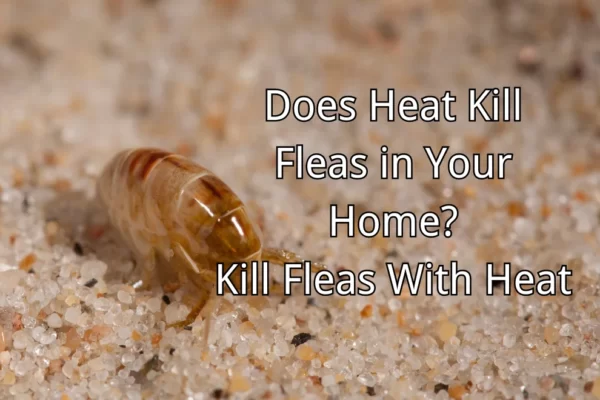 Does Heat Kill Fleas in Your Home? Kill Fleas With Heat